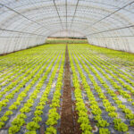 Государство частично будет покрывать стоимость строительства теплиц и обустройства садов