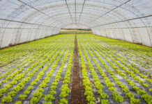 Государство частично будет покрывать стоимость строительства теплиц и обустройства садов