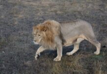 Зоозахисники б’ють на сполох – у сафарі-парку «Тайган» зник найвідоміший лев