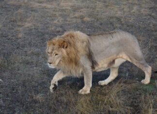 Зоозахисники б’ють на сполох – у сафарі-парку «Тайган» зник найвідоміший лев