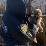 Женщина привязала двух кошек к автомобилю – дело передано в полицию