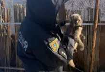 Женщина привязала двух кошек к автомобилю – дело передано в полицию