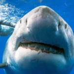 Больше атак на людей и больше жертв: ученые назвали причину «озверения» акул