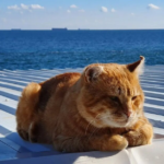 Зима отступит: синоптик назвала дату весеннего потепления в Украине