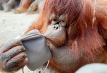 «У «Тайгані» довго не живуть»: нова втрата в кримському парку левів – зникла орангутан Дана