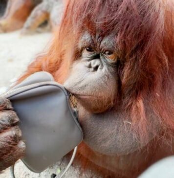 «У «Тайгані» довго не живуть»: нова втрата в кримському парку левів – зникла орангутан Дана