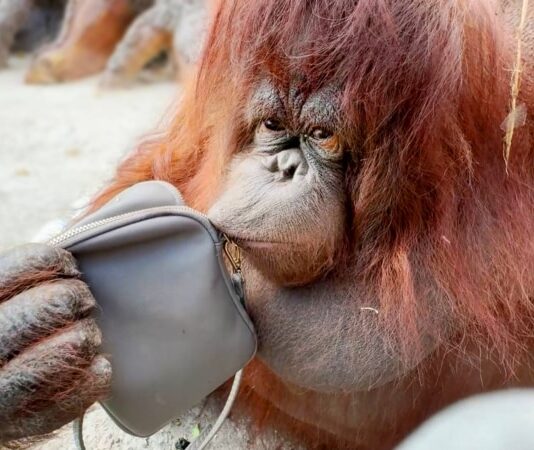 «У «Тайгані» довго не живуть»: нова втрата в кримському парку левів – зникла орангутан Дана