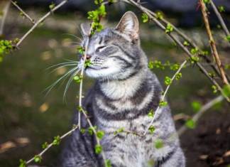 Ночной «минус» и первые весенние дожди: как изменится погода в Украине в начале недели