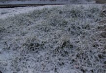 У Криму очікуються заморозки: оголошено екстрене попередження