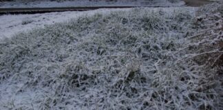 У Криму очікуються заморозки: оголошено екстрене попередження