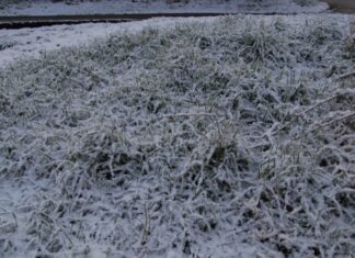 У Криму очікуються заморозки: оголошено екстрене попередження