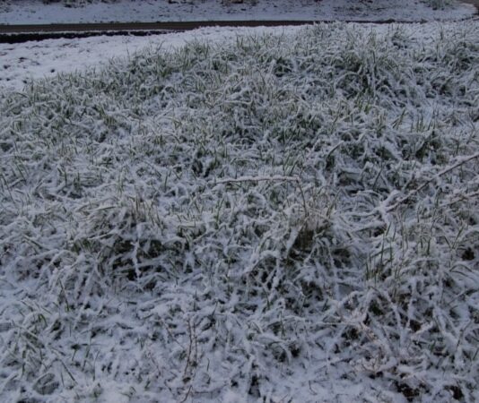 У Криму очікуються заморозки: оголошено екстрене попередження