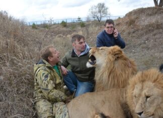 «Це жорстоке поводження з тваринами» – зоозахисники про випуск левів у «савану» сафарі-парку «Тайган»