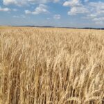 Збиральна кампанія в Криму застопорилася – експерт