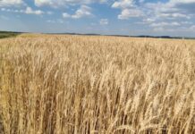 Збиральна кампанія в Криму застопорилася – експерт