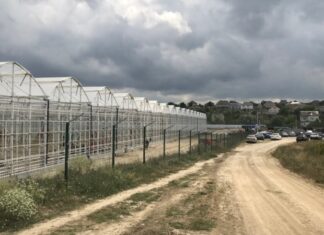 В анексованому Криму могла бути припинена робота найбільшого тепличного виробництва