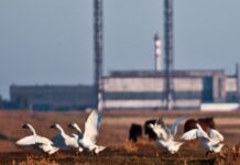 «Попереду – колапс або повільна деградація»: як українські дрони зупинили великий бізнес у Криму