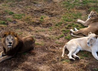 «М’яса немає»: власник кримського парку левів «Тайган» говорить про «оптимізацію» колекції